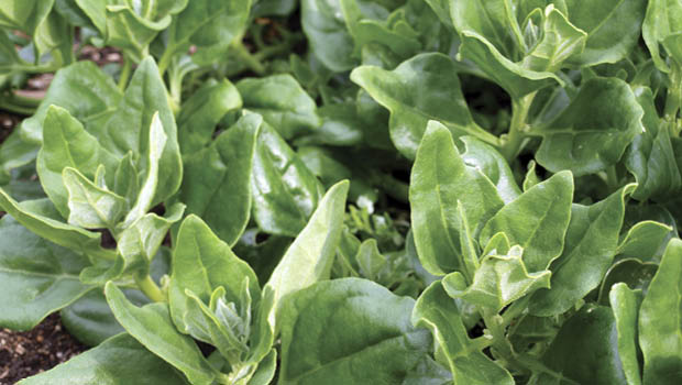 New Zealand spinach is a disease-resistant perennial also native to Australia